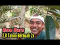 Lagu Dua Tahun Berbuah Dua Kali‼️Bahas Tuntas Cara Dan Jenis Pupuk yang Kita Pakai