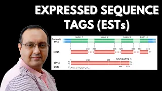 What are Expressed Sequence Tags EST Genomics