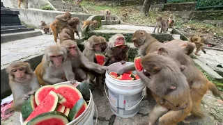 Download We deliver 40 kg of fresh watermelon to a hungry monkey group and mix keema rice to stray dogs MP3