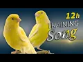 Download Lagu Canary 12h Singing - The Best Training Song