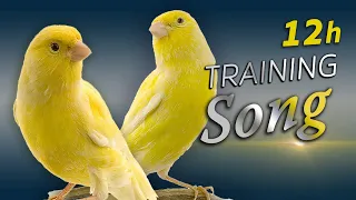 Canary 12h Singing The Best Training Song 
