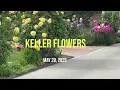 Lagu KELLER LANE FLOWERS 2025 DEAN ZUM