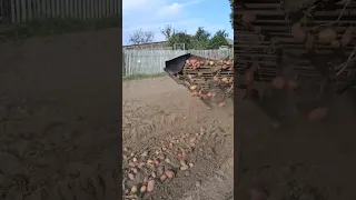 Копка картофеля Digging Potatoes Работает Синий Трактор 5 09 2023 г 