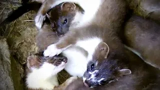 8 Stoat Kits vs One Tired Mum | Robert E Fuller