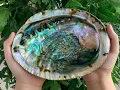 What is ABALONE