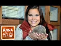 Download Lagu Wie kommt der Igel durch den Winter? | Reportage für Kinder | Anna und die wilden Tiere