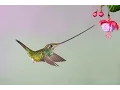 Download Lagu Hummingbird - Kolibrie