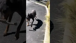 #fypシ #Fyp #Dream #doberman #pets