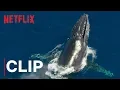 Download Lagu Our Planet | Humpback Whales | Clip | Netflix