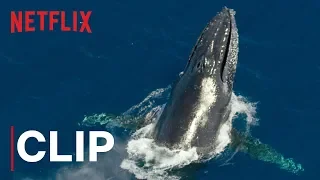 our planet humpback whales clip netflix