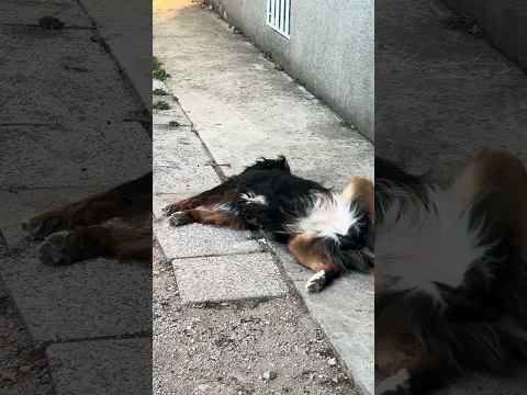 Pogledajte Kako Ovaj Prelijepi Pas Spava – Nikad Viđeno! 😍🐶