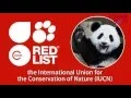 Why extinction is still a threat to the giant panda