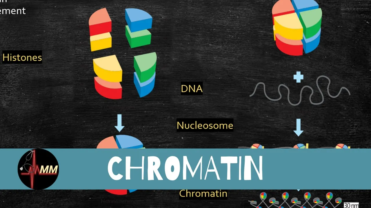 Chromatin Structure | Nucleosomes | Histones | USMLE | Med Madness