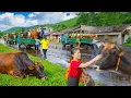 Download Lagu Use Truck Transport  1000+ Cows Go To Countryside Market Sell | Đào New Farm