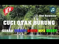Download Lagu Suara Terapi Audio Reset Ulang Cuci Otak Burung Terbaik Di Jamin Ampuh