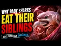 The Womb as a Battlefield Why Baby Sharks Eat Their Siblings Adelphophagy Explained