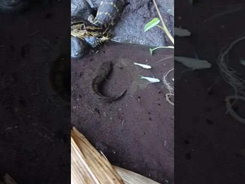 BOLANG CHANNA LIMBATA,CHANNA LIMBATA GALAK - IKAN CHANNA #shorts #channa #limbata #viral