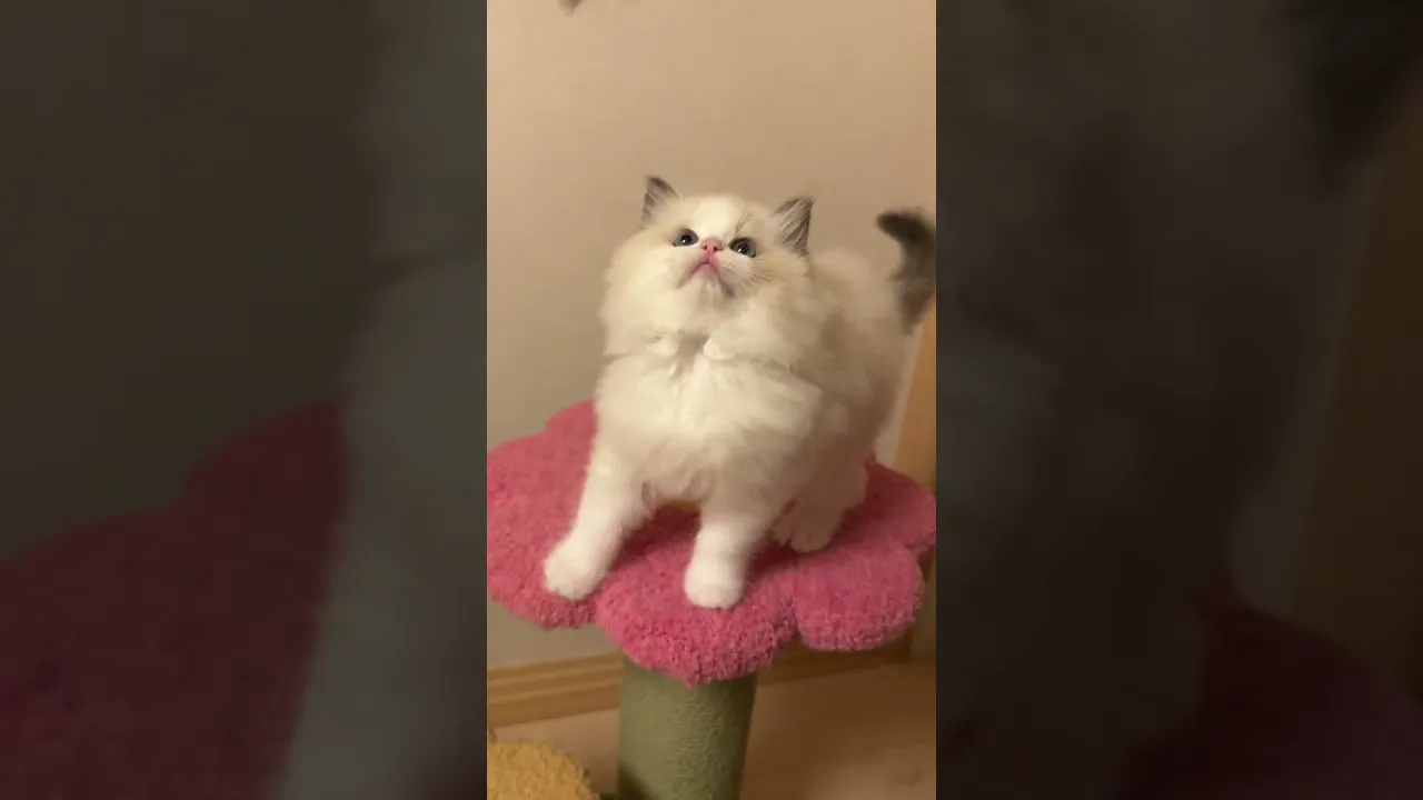 動画