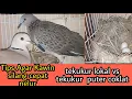 Download Lagu Tips Agar Kawin silang tekukur vs puter cepat BErTELUR l interbreeding turtles dove