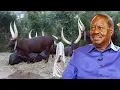 Lagu More cows to Raila Odinga's home