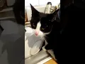 Download Lagu https://vm.tiktok.com/ZNdBWeAgK/ #funny #comedyfilms #comedy #lifeisbutadream #haveitoldyo #stitch