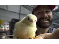 What to expect when ordering chicks or chickens from Meyer hatchery Day 1 arrival Awesome