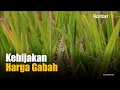 Download Lagu Pengilingan yang Tidak Beli Gabah Petani Sesuai HPP akan Dijatuhi Sanksi | Kontan News