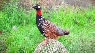 black francolin voice black francolin kala teetar kala teetar ki awaz black pigeon