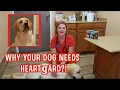 Why your dog NEEDS Heartgard Protect your dog