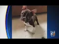 More Owners Come Forward Accusing Petland Of Selling Sick Dogs