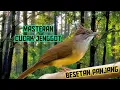 Download Lagu MASTERAN CUCAK JENGGOT FULL BESETAN PANJANG