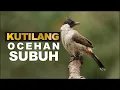Download Lagu Suara Ocehan Subuh Burung Kutilang Gacor Cocok untuk Bangunin Orang