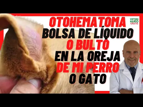 Download MP3 🔵 Otohematoma en Perros y Gato  🔵  Bulto o Bolsa de Líquido en Oreja  Inflamada de Perro o Gato