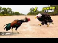 Mengejutkan semua orang! Pertarungan Sengit Elang Vs Ayam Endingnya Tak Terduga