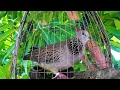 ❎TIẾNG CHIM CU GÁY Giọng Hấp Dẫn [ GÁY GỌI,THÚC,GÙ ]Kích Bổi Nhanh Nổi.Cu Gáy.Cu Đất,Cu cườm.thúc gù