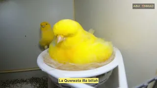 تربية طائر الكناري في ألمانيا مع المربي الكوردي محمد 