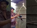 Download Lagu burung kadalan birah, siparuh ijo, pecinta burung ❤️