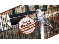 Download Lagu SUARA BURUNG : Suara Masteran Parkit Gacor Ngerol Panjang