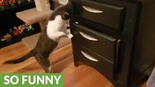 Determined kitty learns how to open cabinet drawers