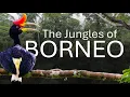 Download Lagu Epicbirds: to the jungles of Borneo