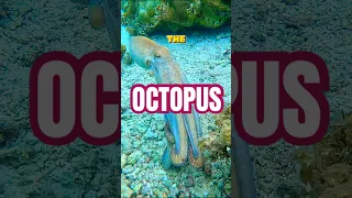 Octopus Camouflage Secrets How It Becomes Invisible Instantly!