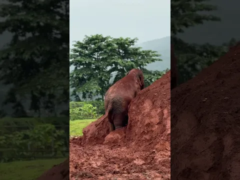 Elephant enjoying mud dirt #elephant #wanmai