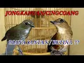 Download Lagu CINGCOANG / JONGKANGAN JANTAN DAN BETINA.