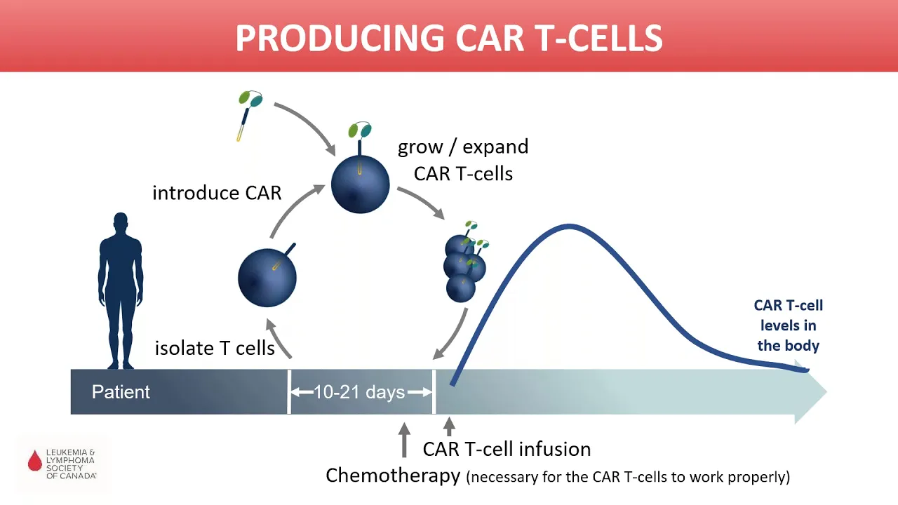 New treatment horizon : Chimeric Antigen Receptor CAR T Cell Therapy