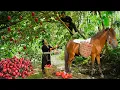 Download Lagu Dwarf Family Harvesting Bell Peppers To Goes To Market Sell | Primitive Life.