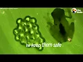 This Is How a Tadpole Transforms Into A Frog | The Dodo