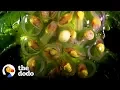 This Is How a Tadpole Transforms Into A Frog The Dodo