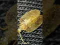 Lagu Tingidae (Lace Bug)