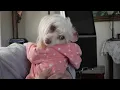 Dog allegedly injured during grooming session at East Bakersfield PetSmart