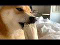 Doggo Gnawing on Delicious Beefhide Super Shiba